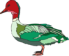 Green And Red Duck Clip Art